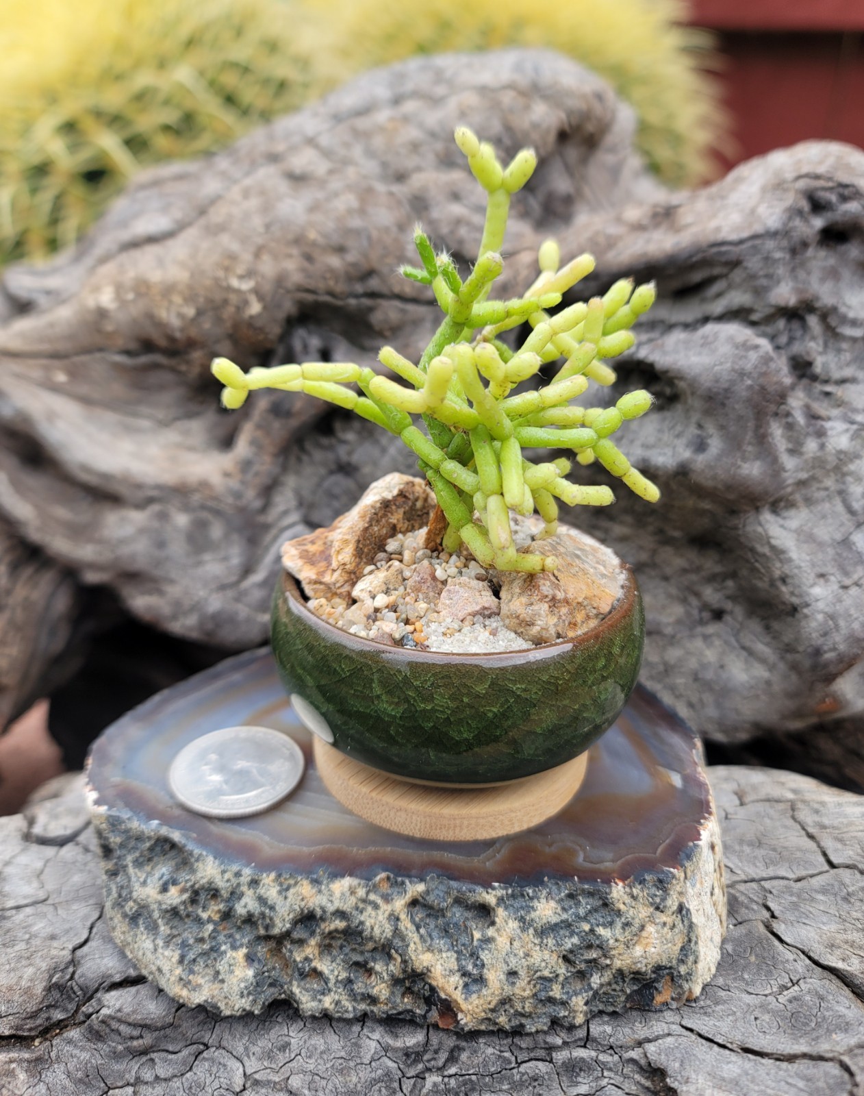 Live Rooted Plant Rhipsalis Cereuscula Cactus In 2.5×1.4″ Ceramic Pot