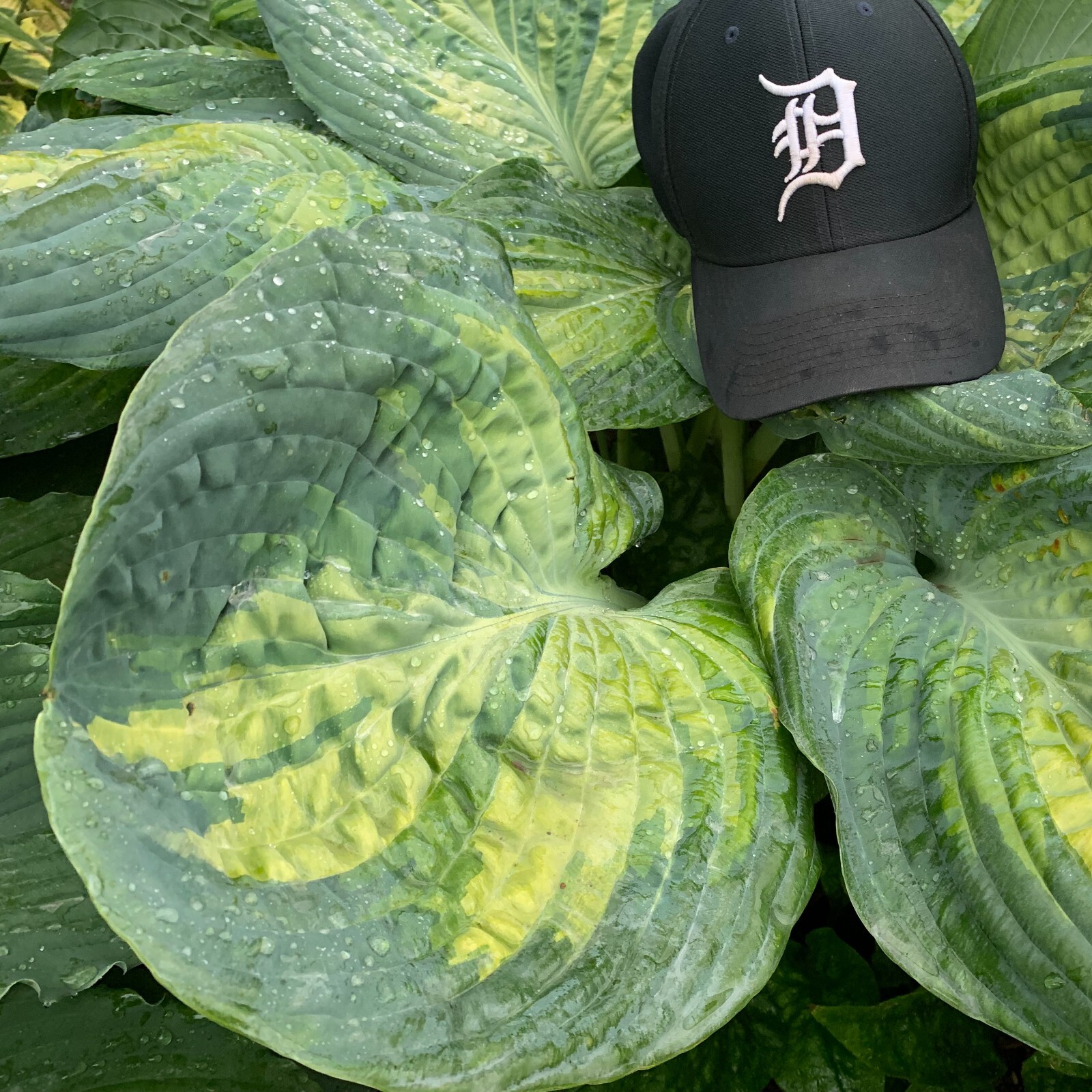 Hosta Sound of Music 5.25″ Pot Well Rooted Perennial Shade Unique Huge Leaves