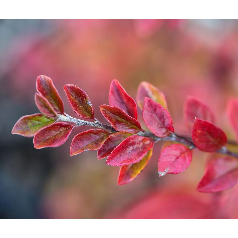 2 Gal. Autumn Inferno Cotoneaster Live Shrub with Fiery Red Foliage