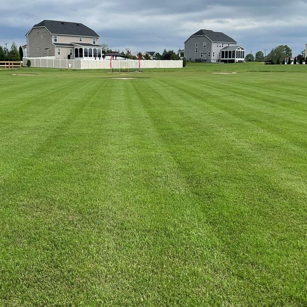 Maya (Blackjack II) Bermuda Grass – 5 lbs Warm Season, Drought Tolerant, Fast…