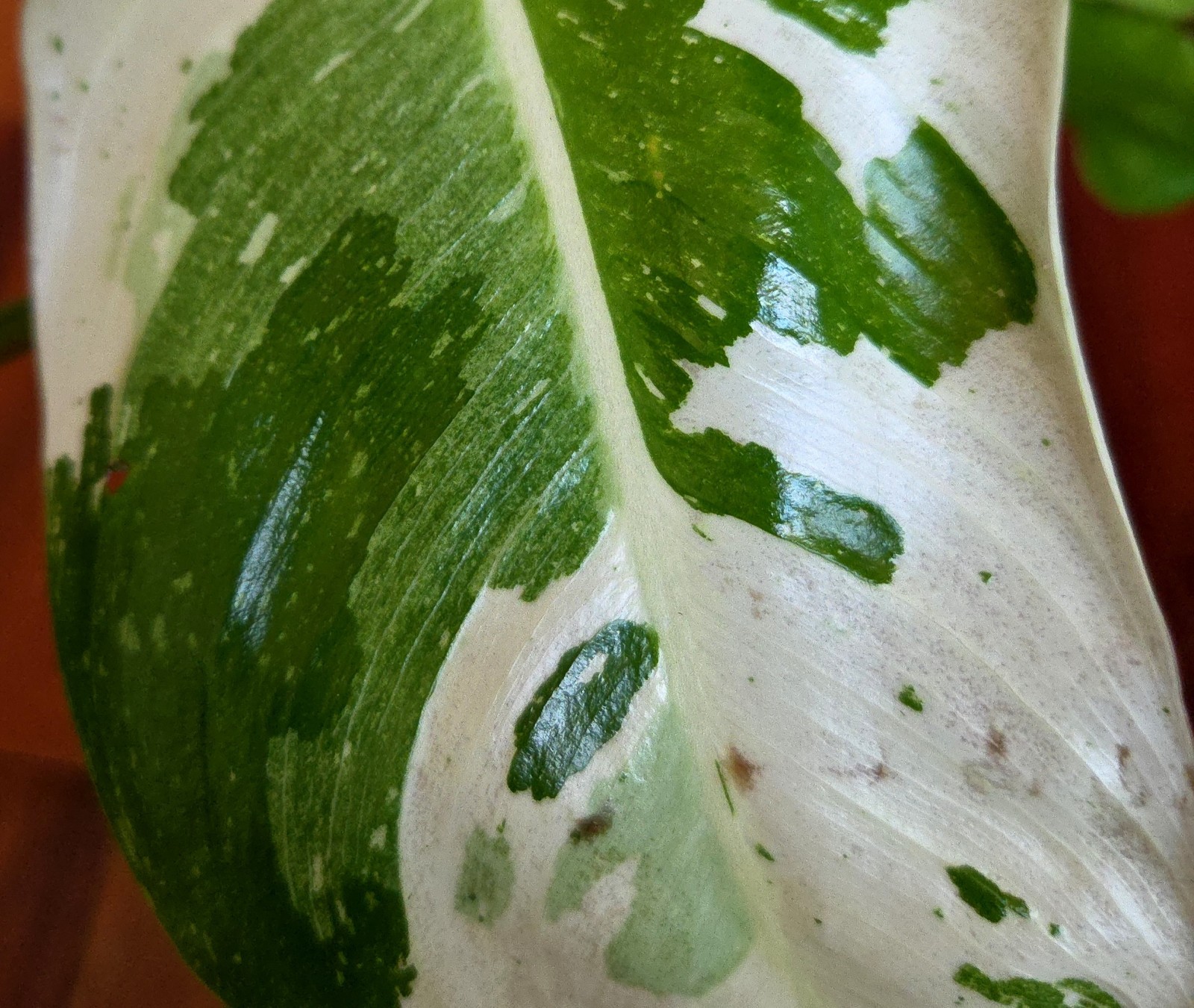 Rare Philodendron Mutant Jose Buono 27″ Wide Not Monstera Anthurium Syngonium