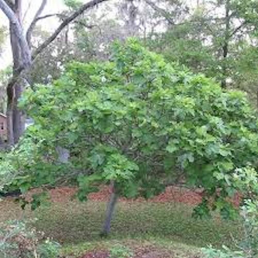 5 Brown Turkey Fig Tree Starter Plug ( ficus carica ‘ Brown Turkey’) Bare Root