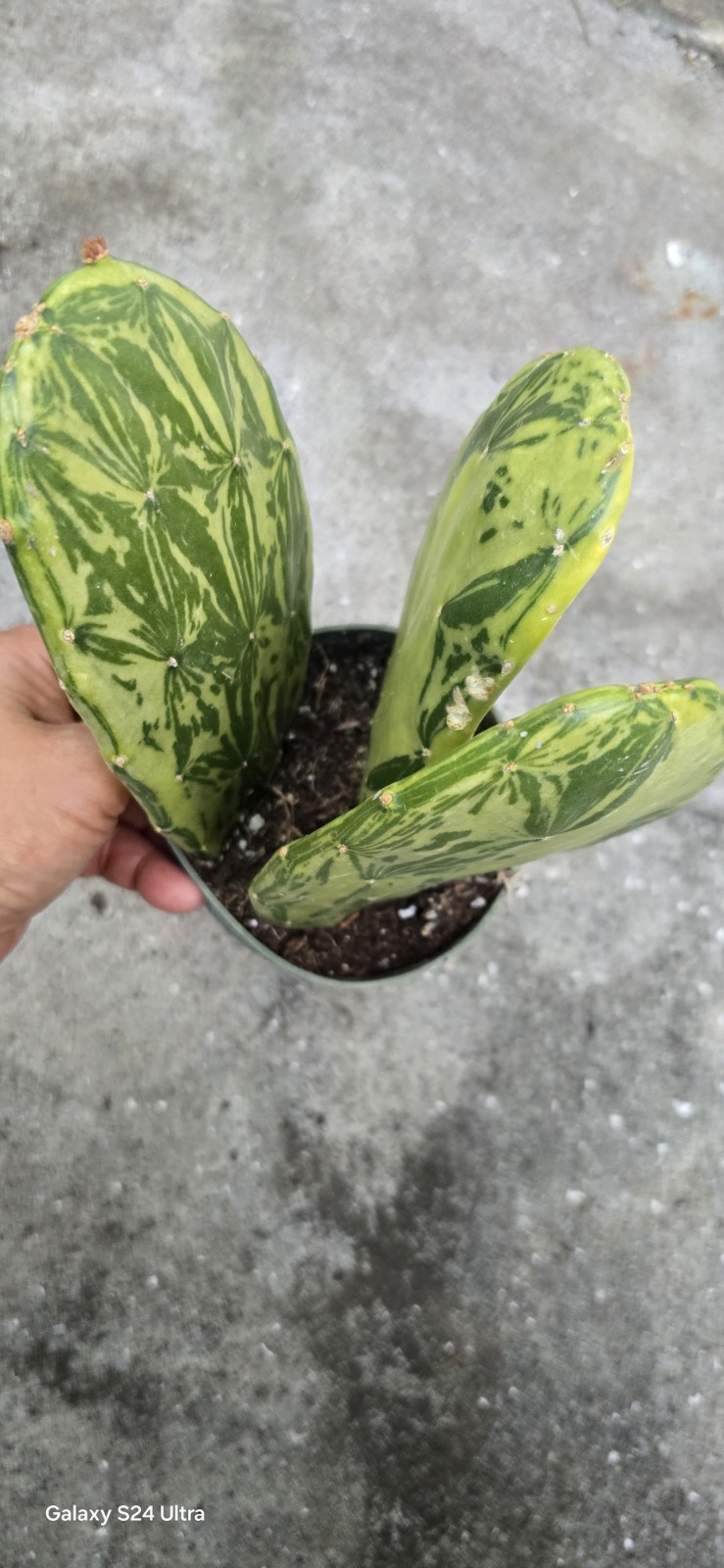 Varigated Opuntia Cochenillifera In 5 Inches Nursery Pot