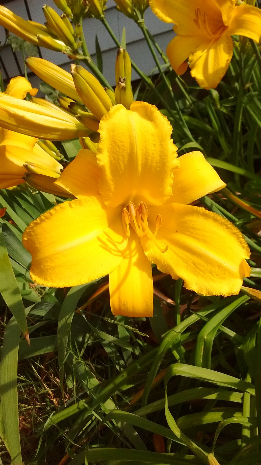 3 HEMEROCALLIS Mary Todd Daylily HUGE YELLOW BLOOMS Perennial BARE ROOT FANS