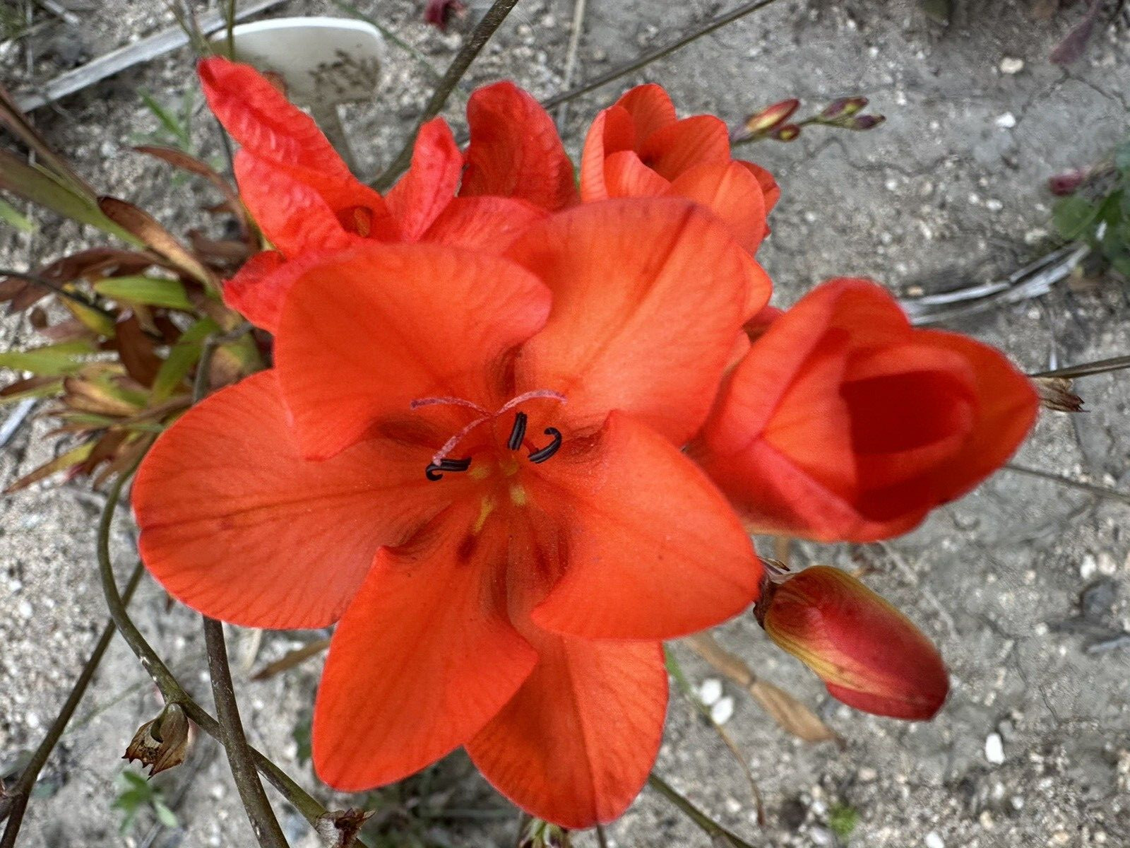 Tritonia Duesta rare 10 fresh 2024 harvested seeds Winter / spring Flowers