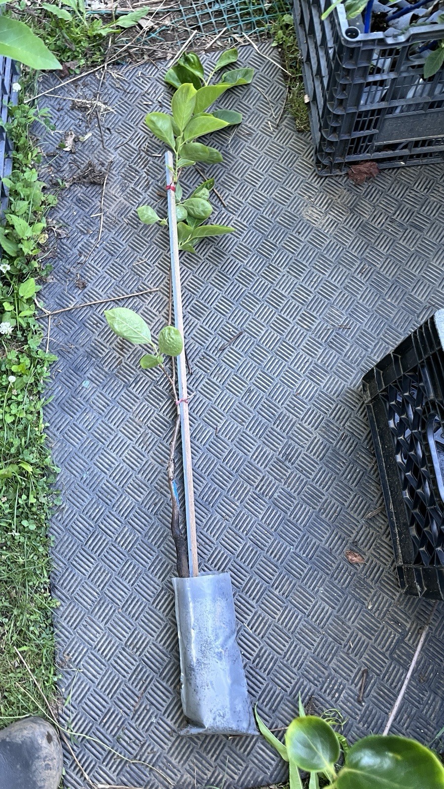 2-3 ft tall Saijo Asian Persimmon, grafted, potted.