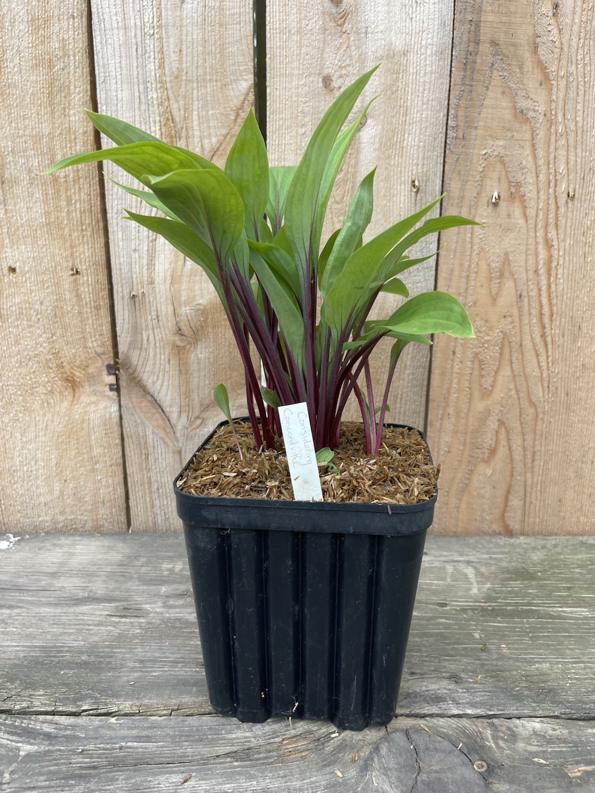 Hosta ‘Considering Concordville’ Plant 1gal Pot Upright Leaves Deep Red Stems!!