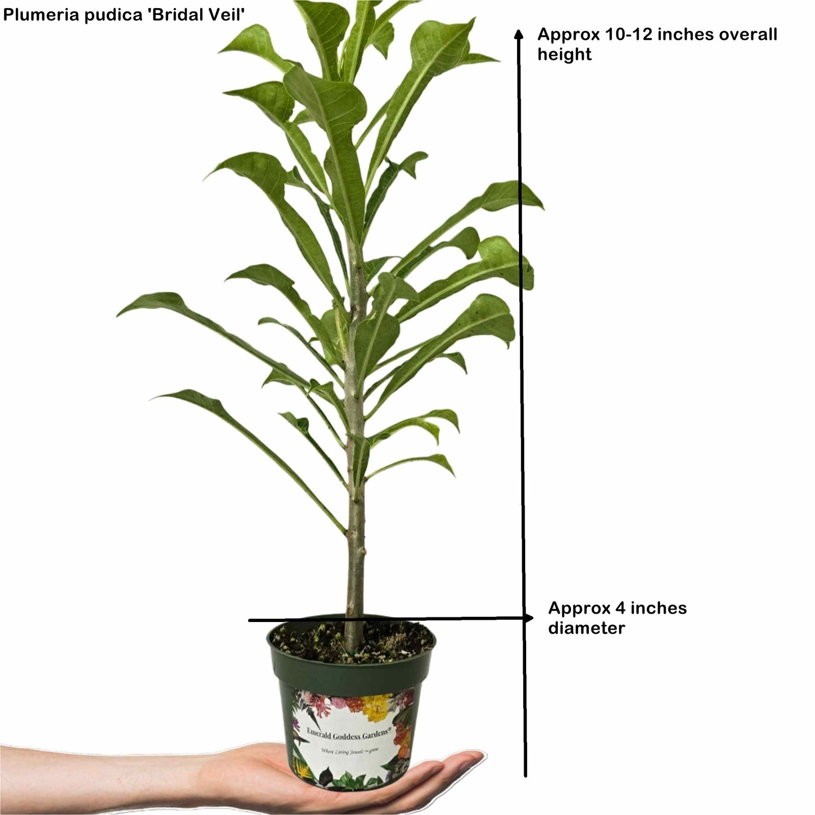 Plumeria Frangipani ‘Bridal Veil’ – Live Plant – White Yellow Bloom – 8-10″ Tall