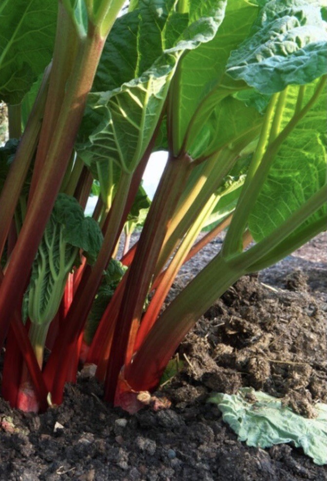 Rhubarb Seeds Qty: 20 For 2024 Year~South Dakota Homegrown And Harvested~