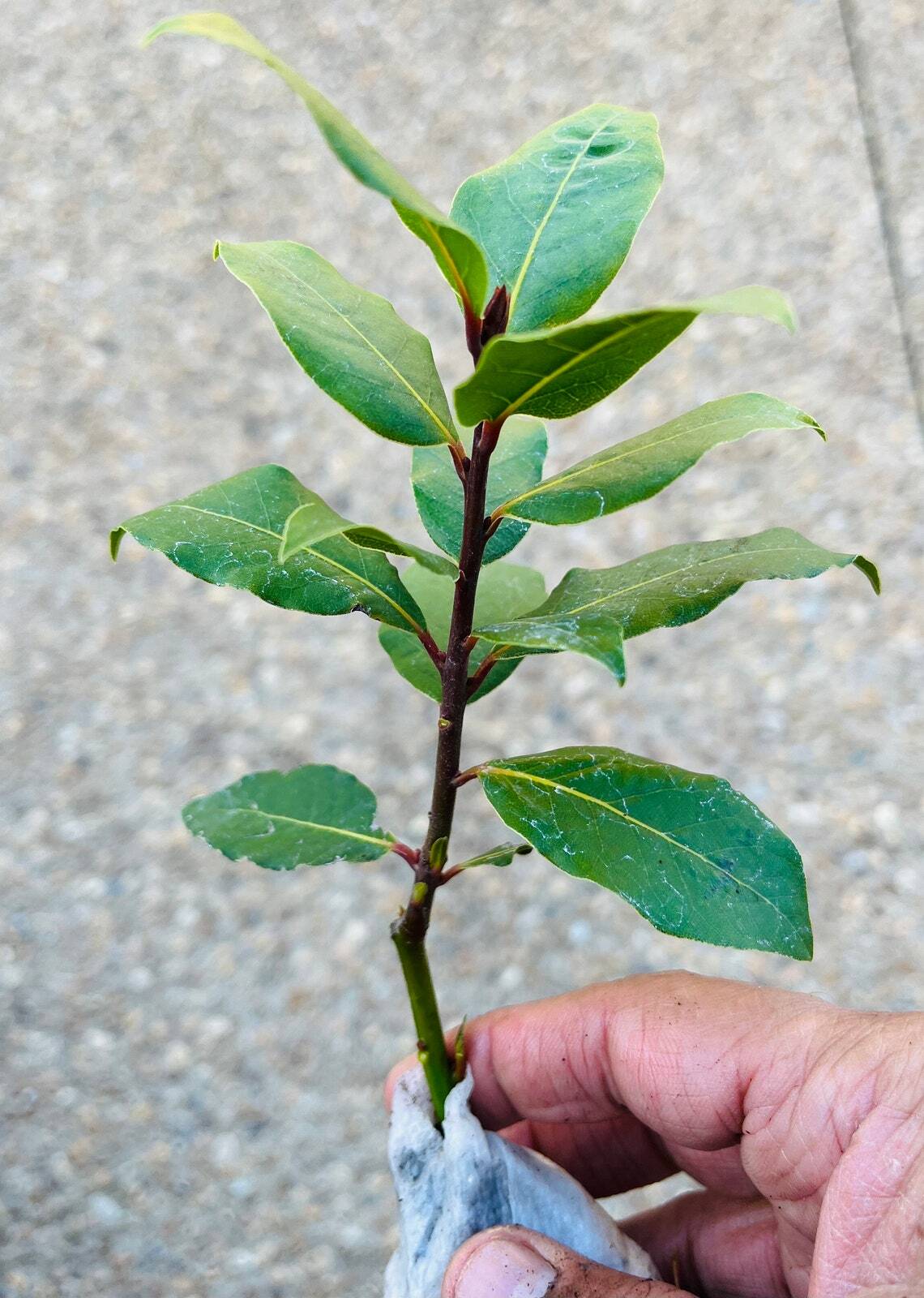 Bay Leaf Tree – 5-6″ Tall Live Plant, Seedling, Sweet Bay Laurel, Laurus nobilis