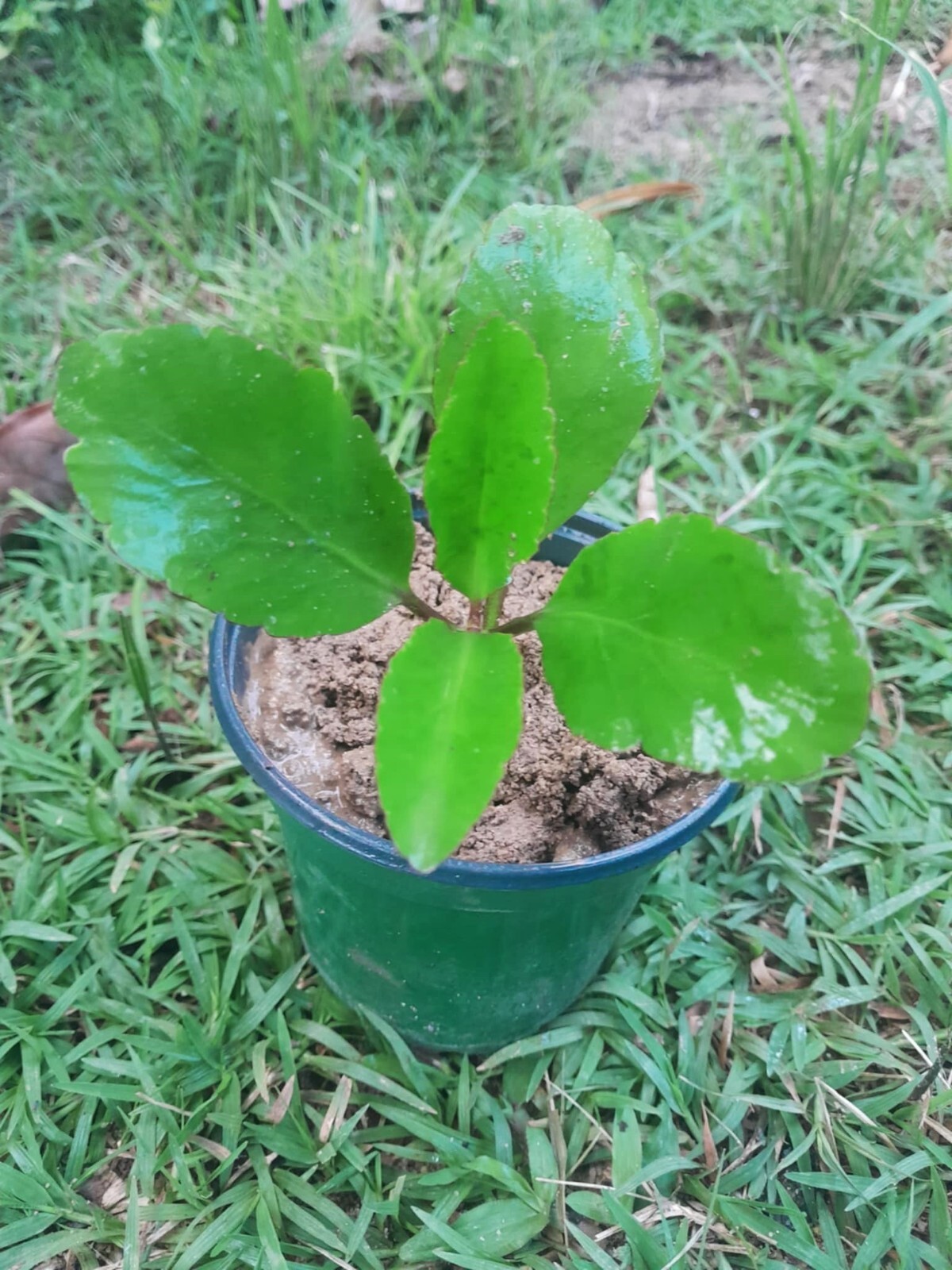 KALANCHOE PINNATA- LEAF OF LIFE- MIRACLE LEAF – WONDER OF THE WORLD: LIVE PLANT