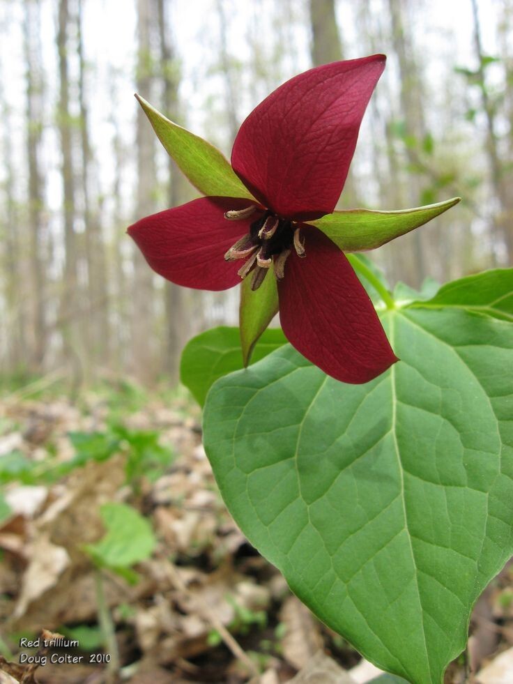 Red Trillium (Trillium Erectum) Bulbs | Bare-root