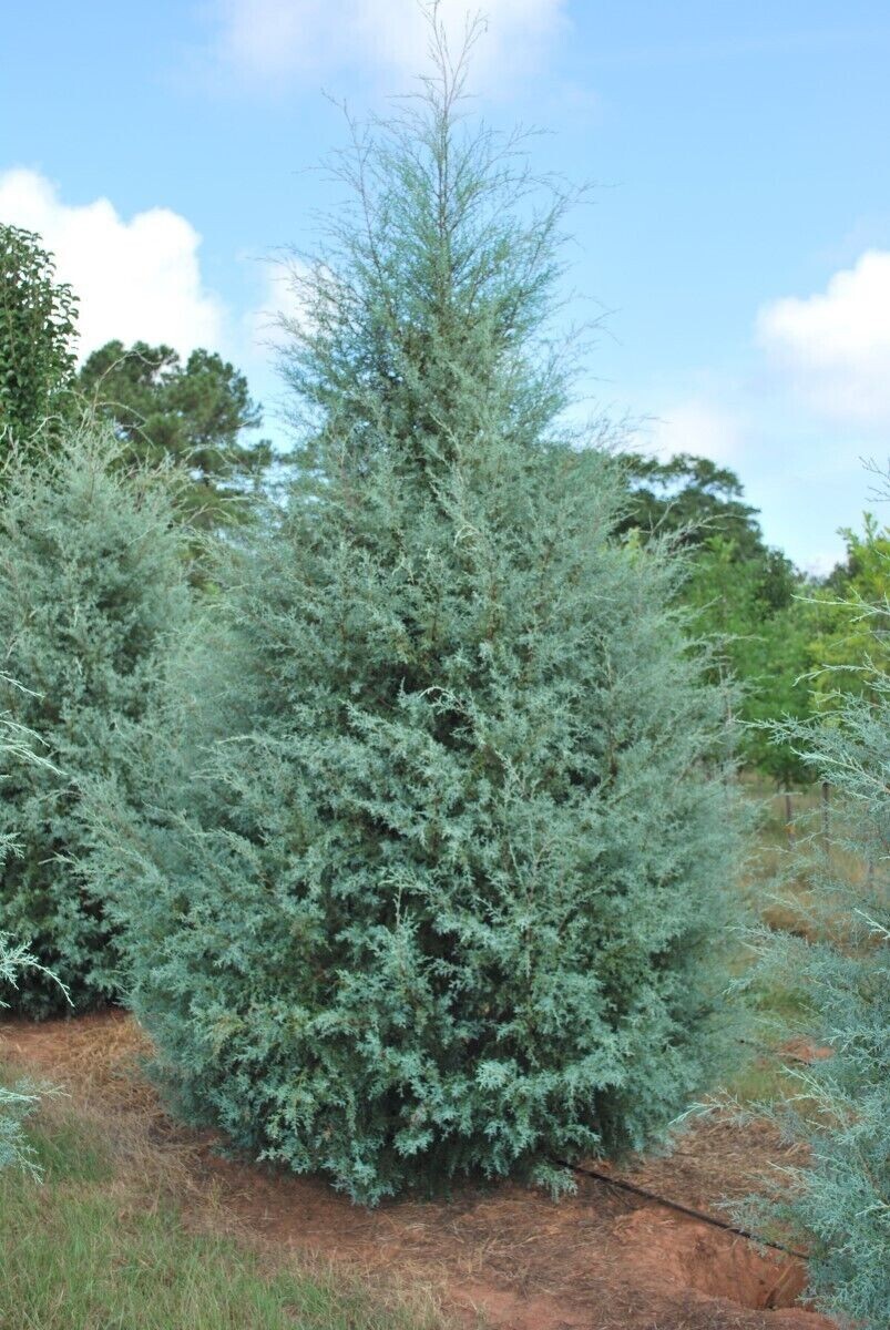 Carolina Sapphire Arizona Cypress Tree – Live Plant – Full Gallon Pot