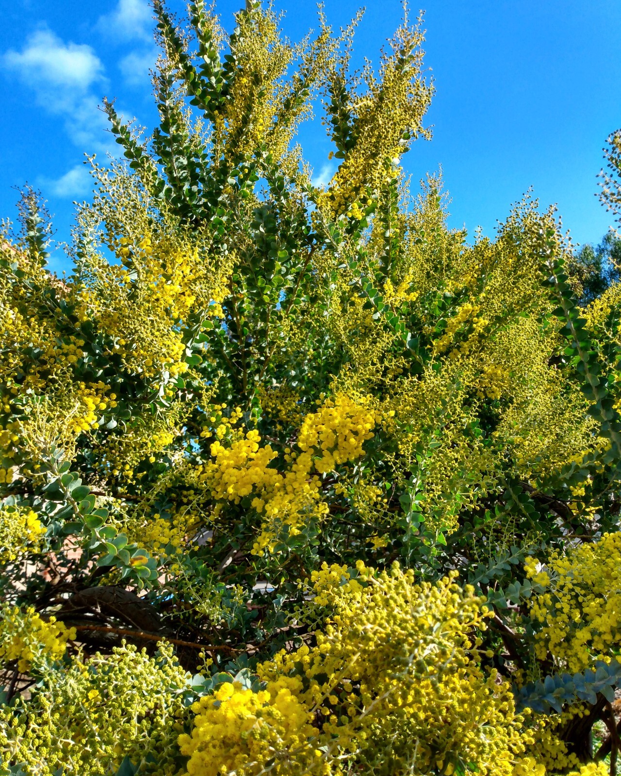 50+ Acacia species Seed Sample Pack – Australian Legume