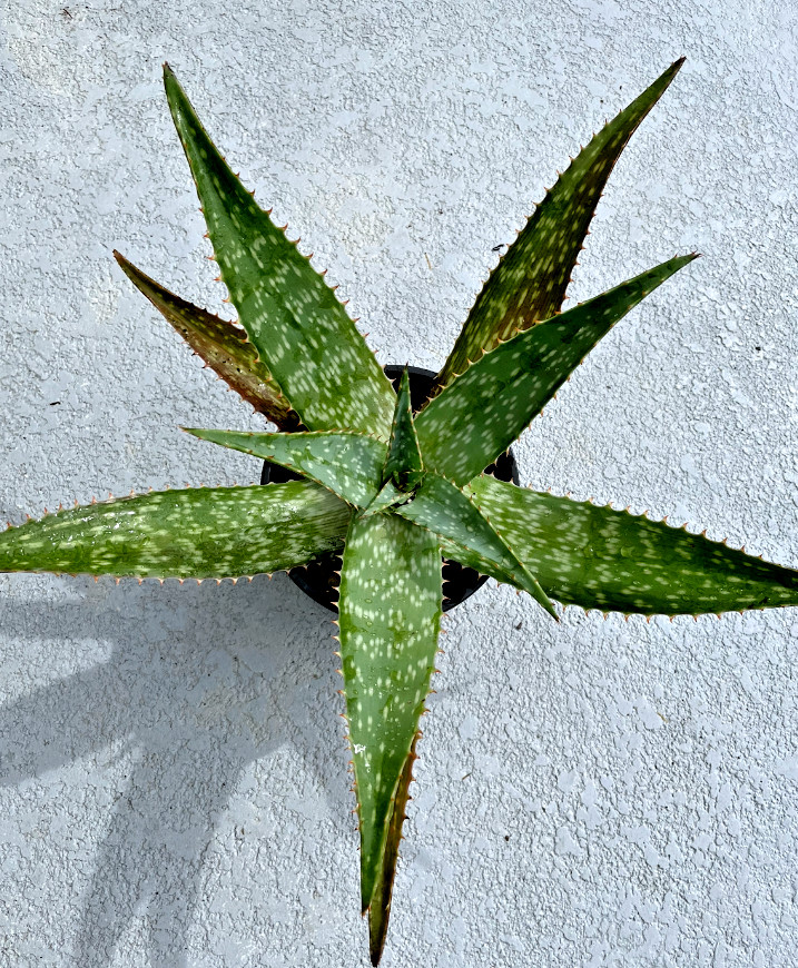 One of zebra maculate Aloe