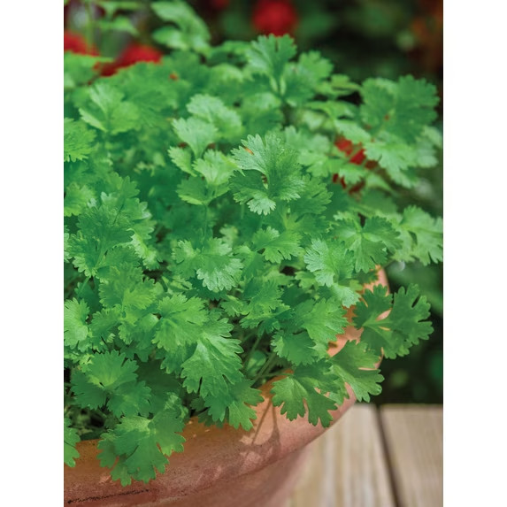 Burpee Common Cilantro Herb Seed Annual Container Friendly Full Sun Seeds Packet