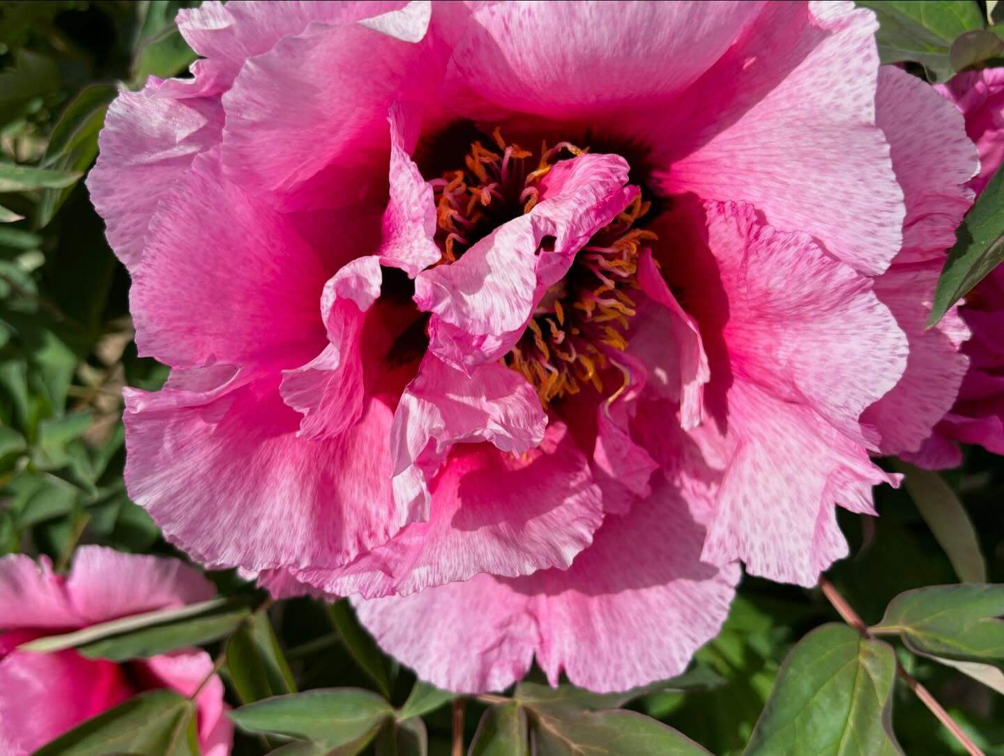 “Pretty lady” large flower tree peony