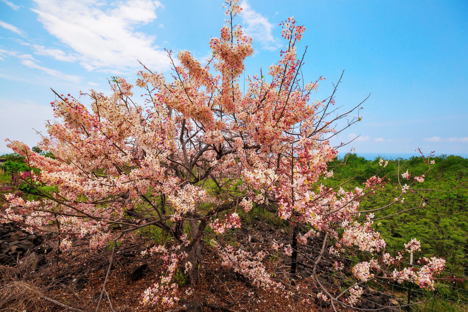 5 PINK SHOWER TREE Cassia Javanica Rainbow Apple Blossom Pink White Yellow Seeds