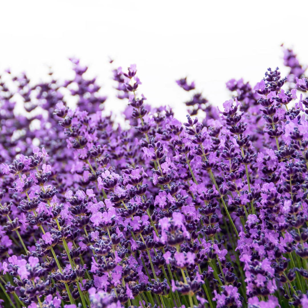 Fresh Premium Lavender Seeds | Vera | Herb | Heirloom Non-GMO | Herb Seeds