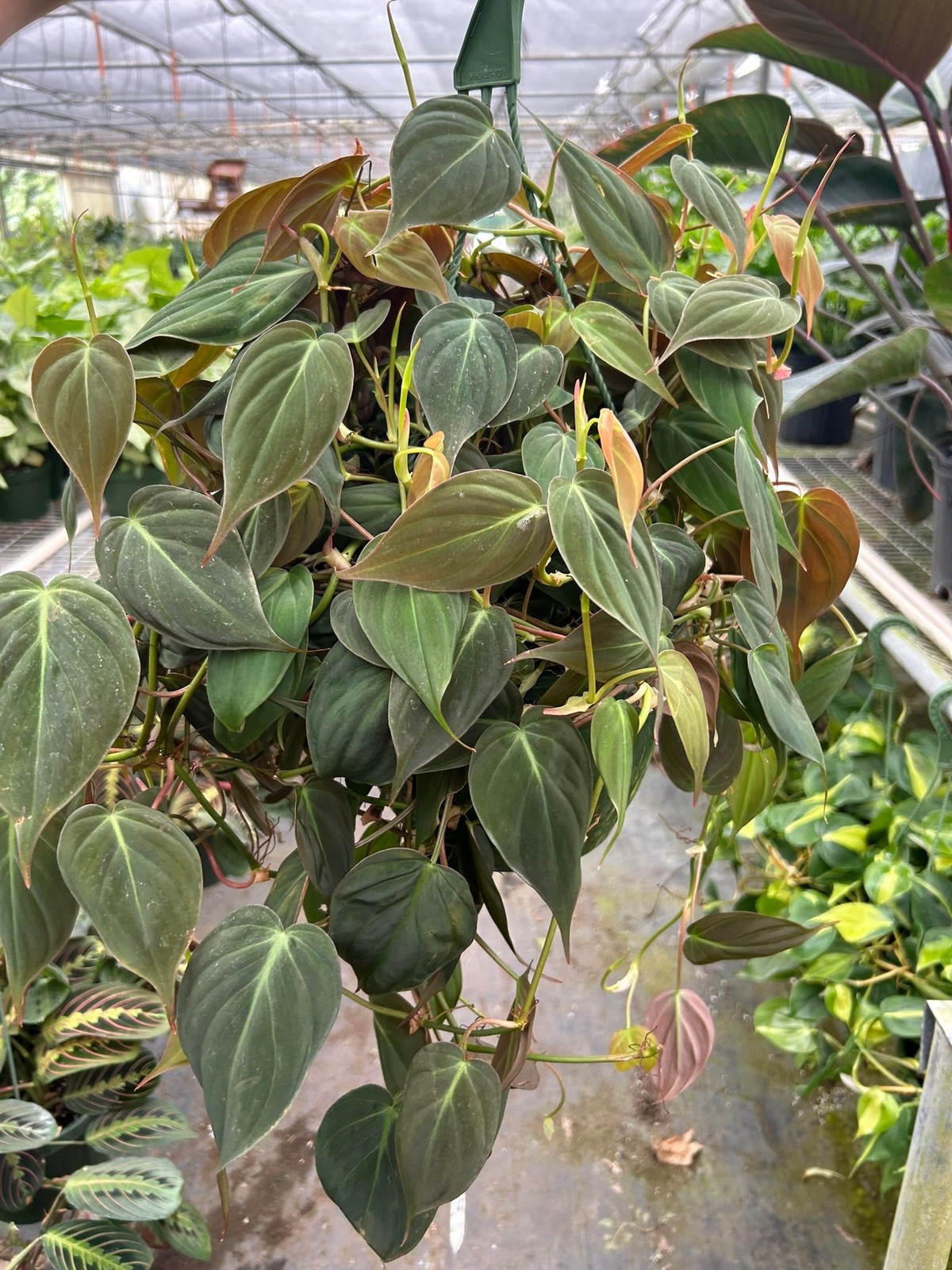 Philodendron ‘Velvet’ • Velvety Dark Green Leaves • Rare Textured Beauty
