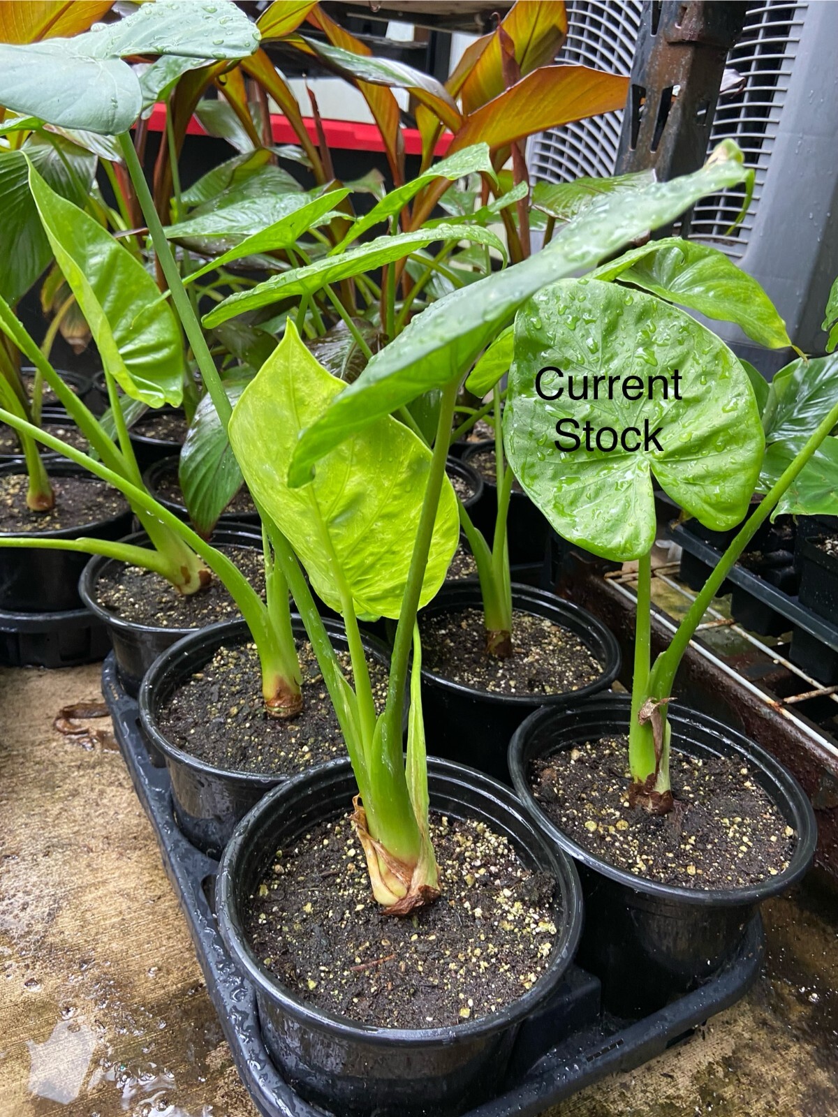 Alocasia – Calidora – 24″ tall