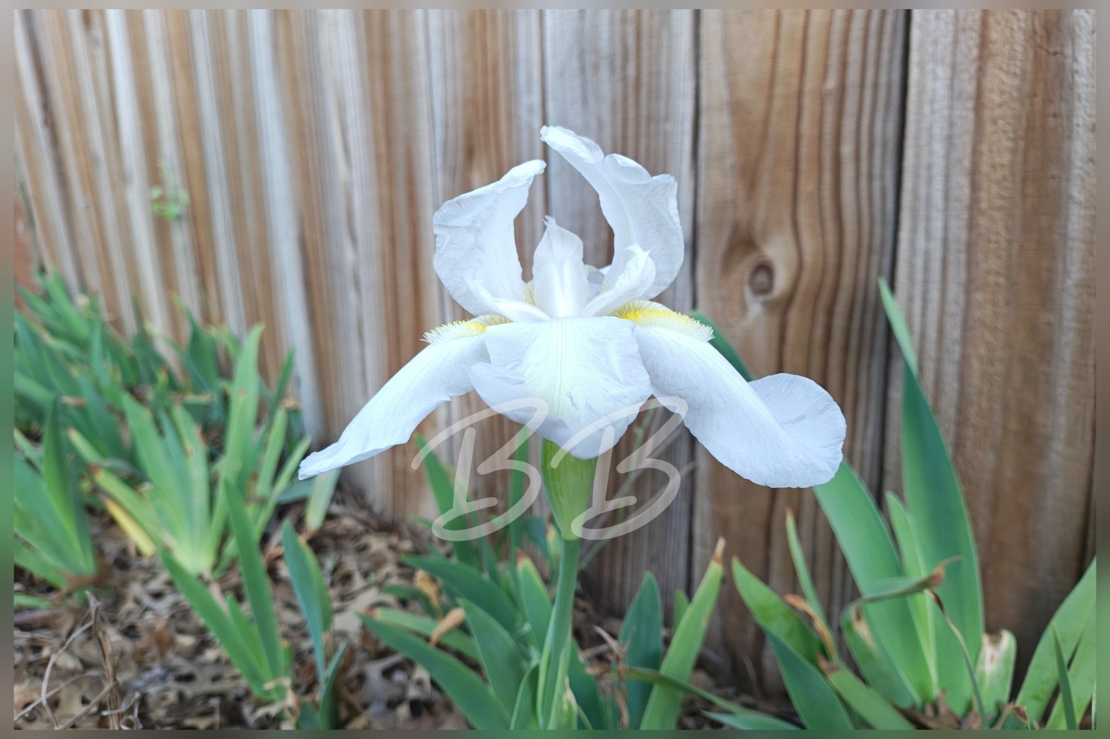 3 White Bearded Iris Bulbs/Rhizomes Fresh Dug Cut Live