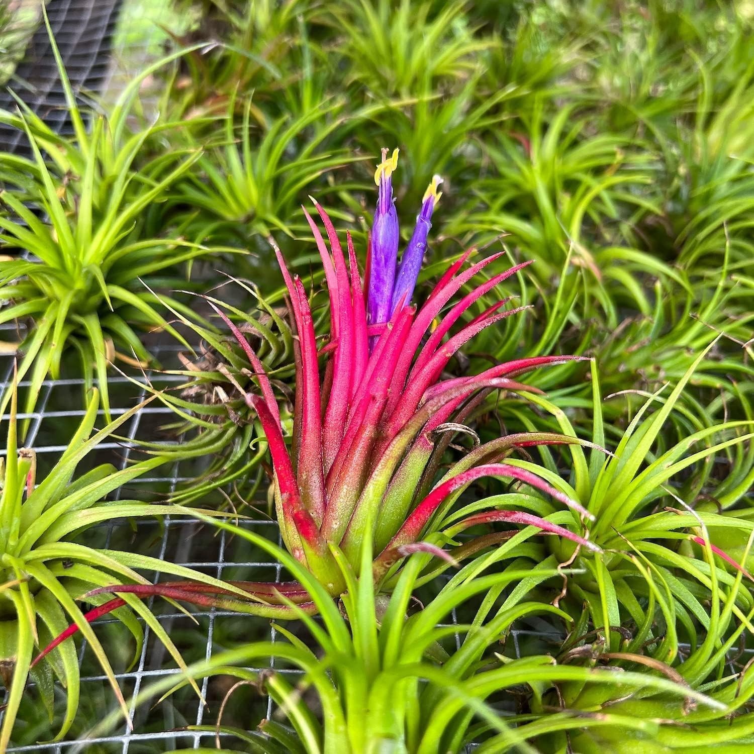 Air Plants – 5-Pack Tillandsia Ionantha, 1-3” Tall, Organic & Pet Friendly