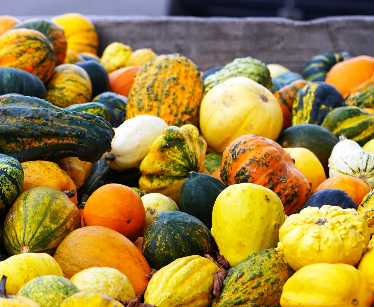 Small Warted Indy Mix Ornamental Gourd Seeds – For 2025 Planting Miniature