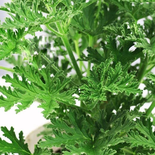 1500 Citronella Plant Seeds Home Heirloom Garden Green