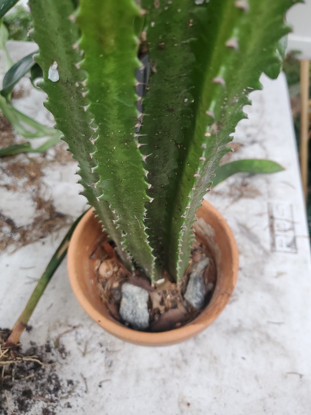 4 pack 12″ – 28″ Tall Red Euphorbia Trigona Red Live Succulent Cactus