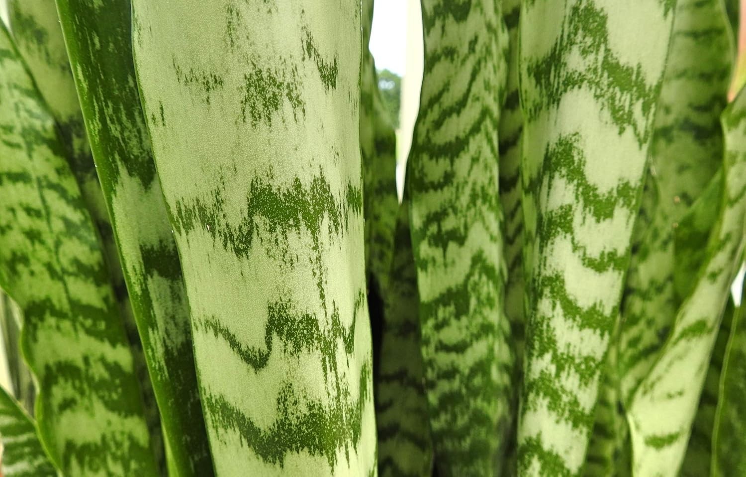 Live Snake Plant Sansevieria Zeylanica in 4-Inch Pot, Drought Tolerant, Indoor