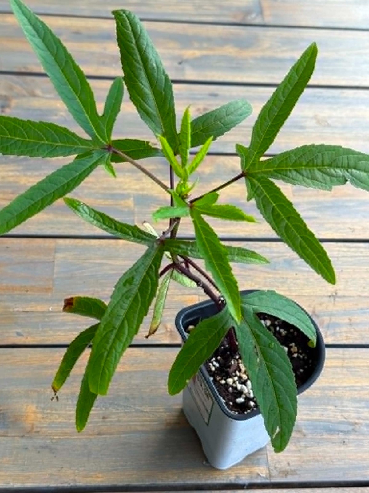 Roselle Live Plant Hibiscus Tea Plant Hibiscus Sabdariffa Jamaican Sorrel 10″