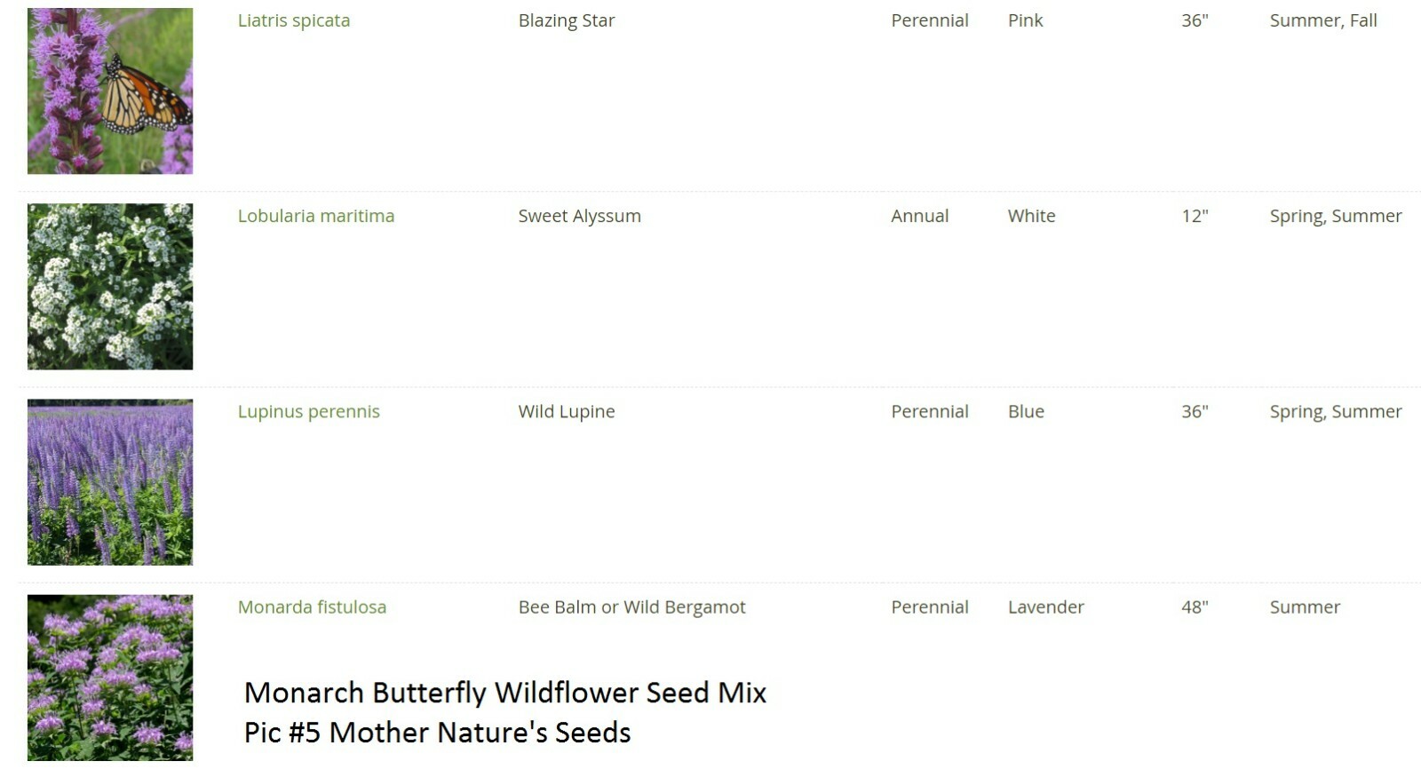 Wildflower Mix MONARCH BUTTERFLY 27 Heirloom Flower Species w/Milkweed 500 Seeds
