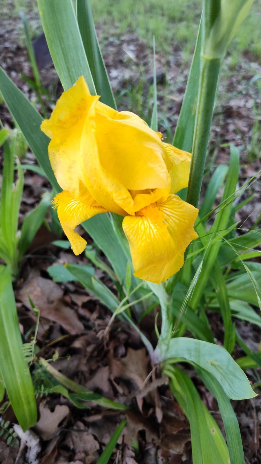 10x MIXED VARIETIES/COLORS IRIS BULBS RHIZOMES (Will BE TALL) Fresh