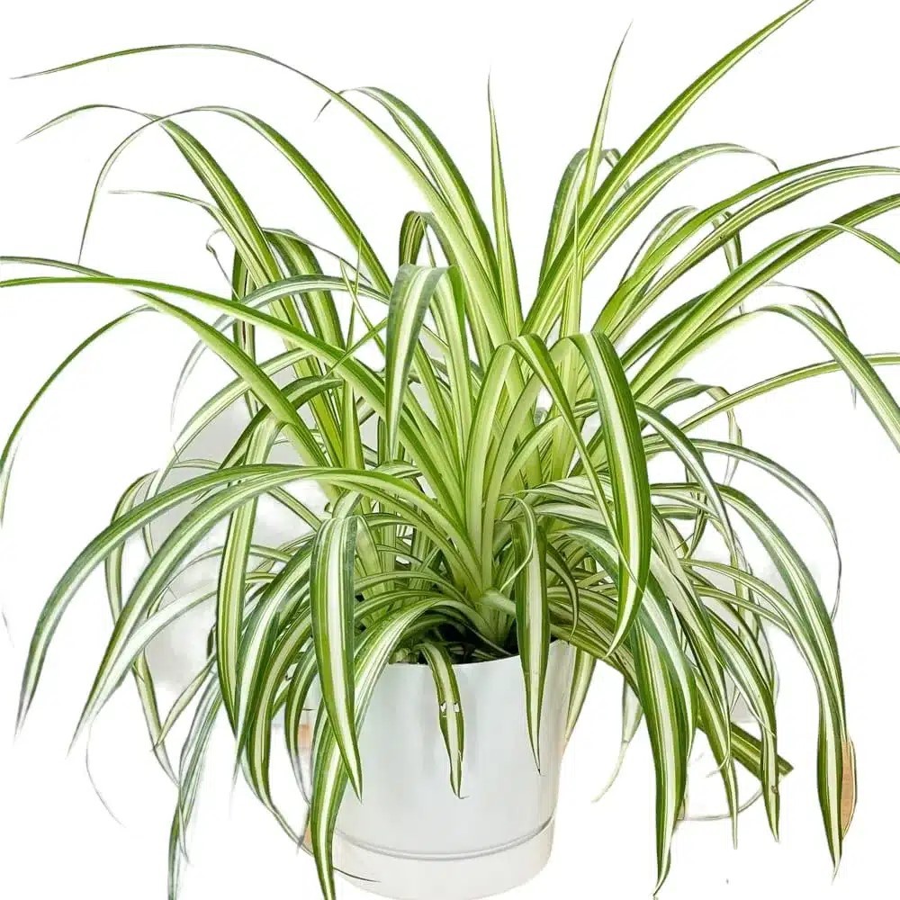 Chlorophytum Spider Variegated Live House Plants