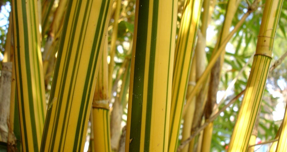 4 Plants – Bambusa Alphonse Karr Clumping Bamboo “Golden Hedge” Non-Invasive 4’+