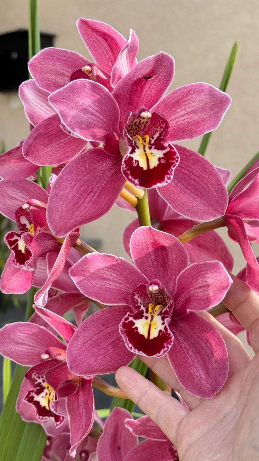 Cymbidium (Barrita Glam x Tethy’s ‘Lip Solid’) ~ 1 Gallon Pot