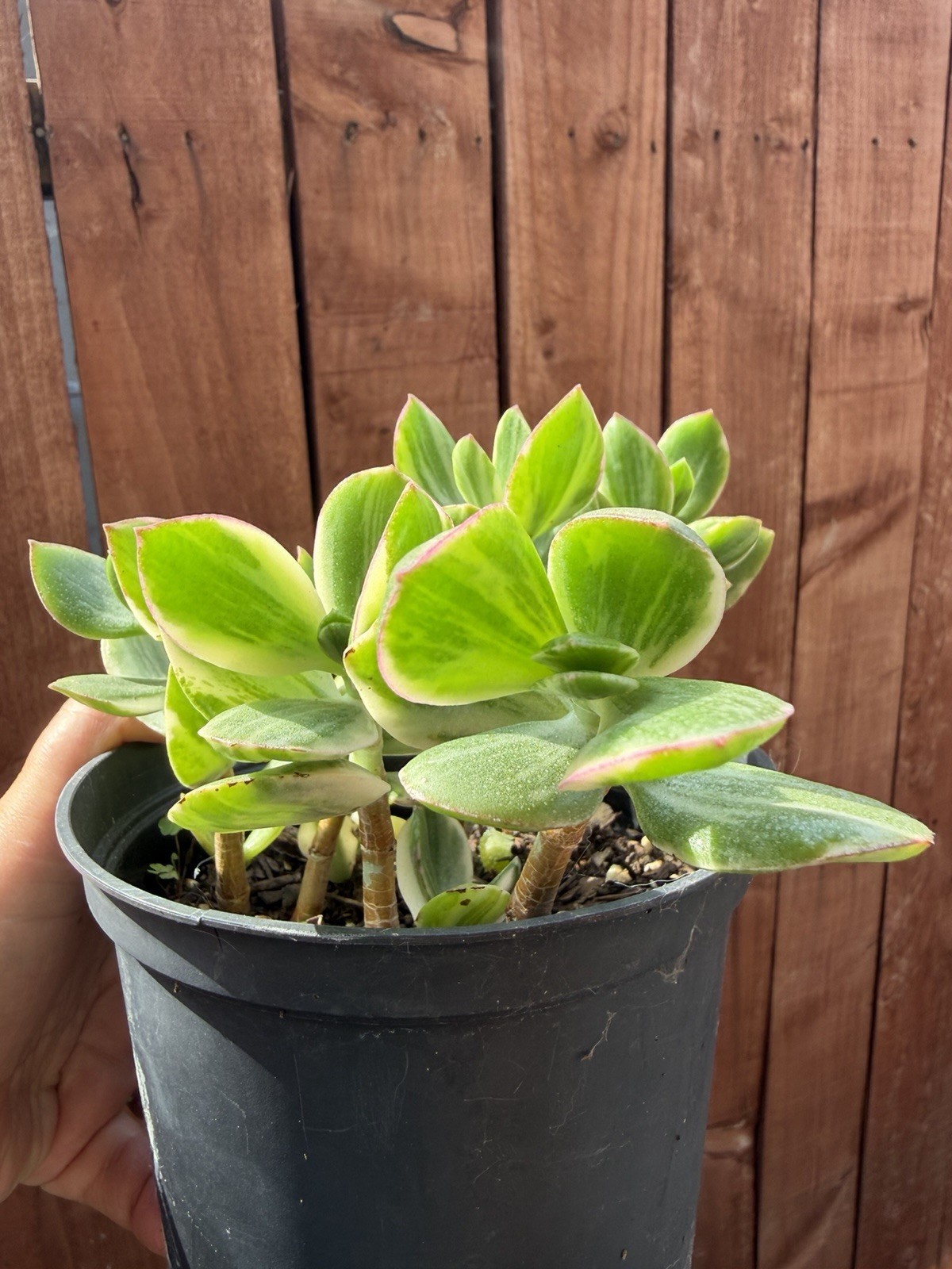 6” Variegated Crassula Ovata Jade Succulent