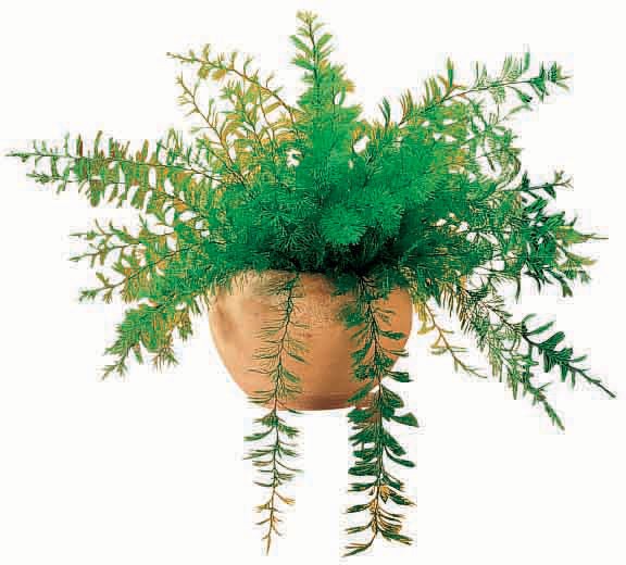 Mysterious Air Fern®
