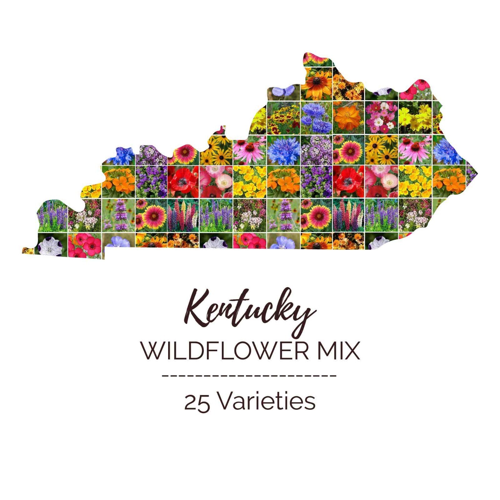 Wildflower KENTUCKY State Mix Perennial & Annual 25 Types USA Non-GMO 1000 Seeds