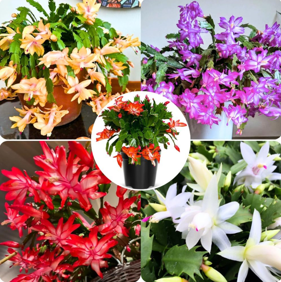 4 Mix Color Christmas Cactus Live Plant for Planting 4-6 Inch Tall in 3″ Pot