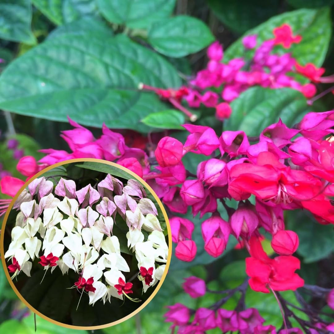 4 Mixed Bleeding Heart Clerodendrum Plants Live 5-10 Inch, Bell Flowers