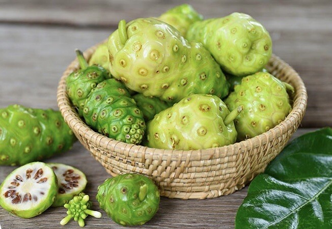 Noni, Morinda Citrifolia – 50 Seeds 2024 – USA