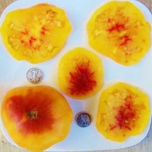 Gold Medal – Beautiful Bi-colored – 40 Fresh Seeds – Buy any 3 varieties 20% off