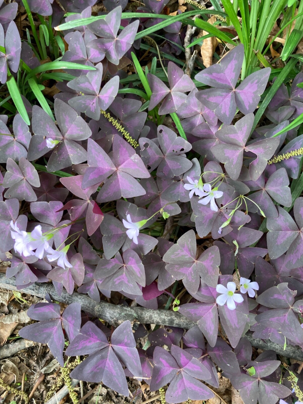 100 Oxalis Triangularis Purple shamrock corms only