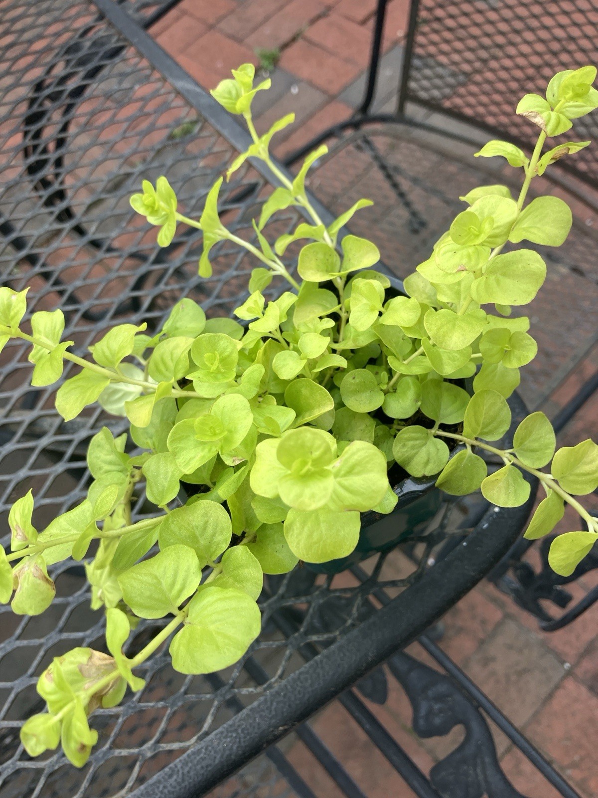 Rooted Creeping Jenny Plants In 1 Pt. Pot