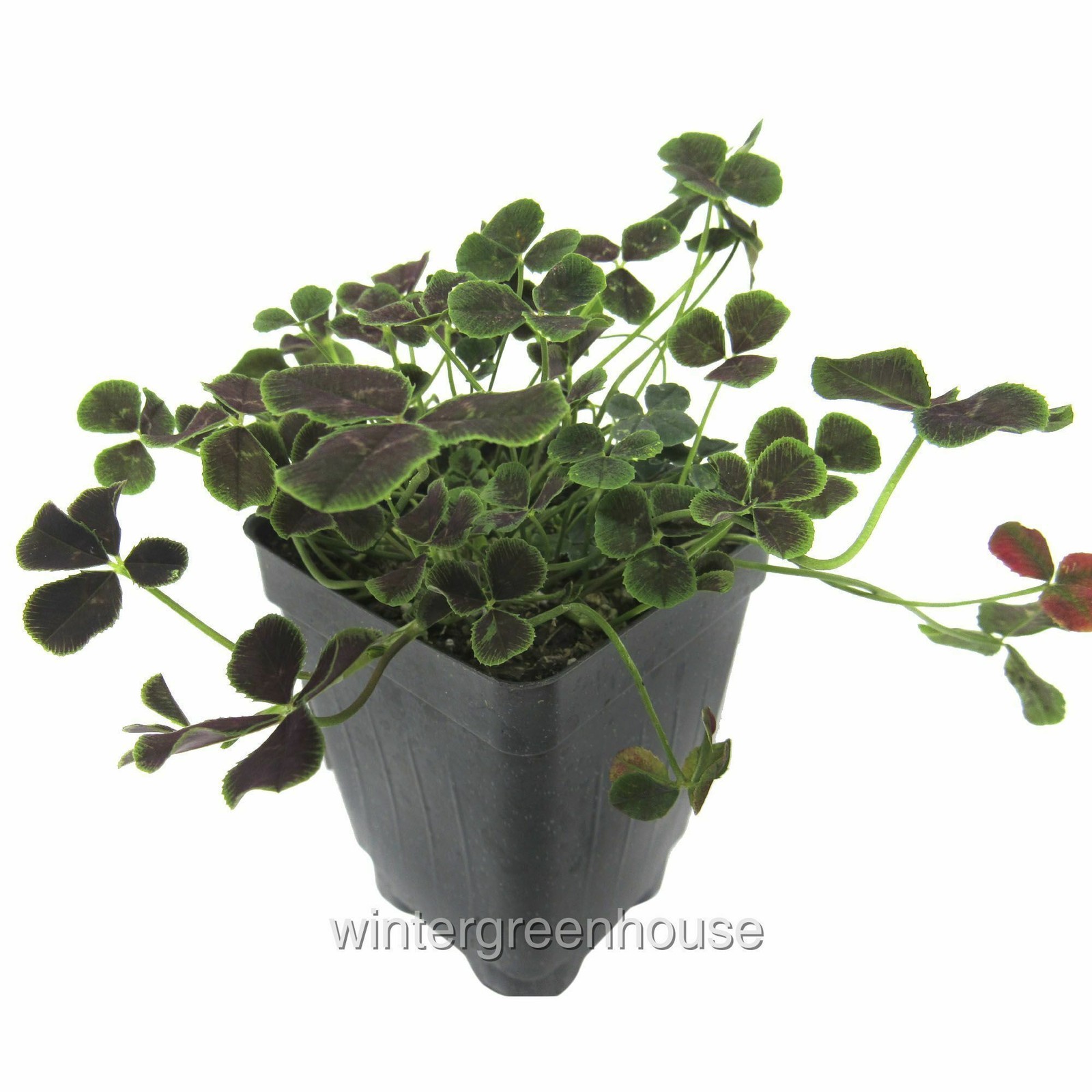 Trifolium repens Atropurpureum, Dutch Clover, Container Size: 3″ (2.6×3.5″)