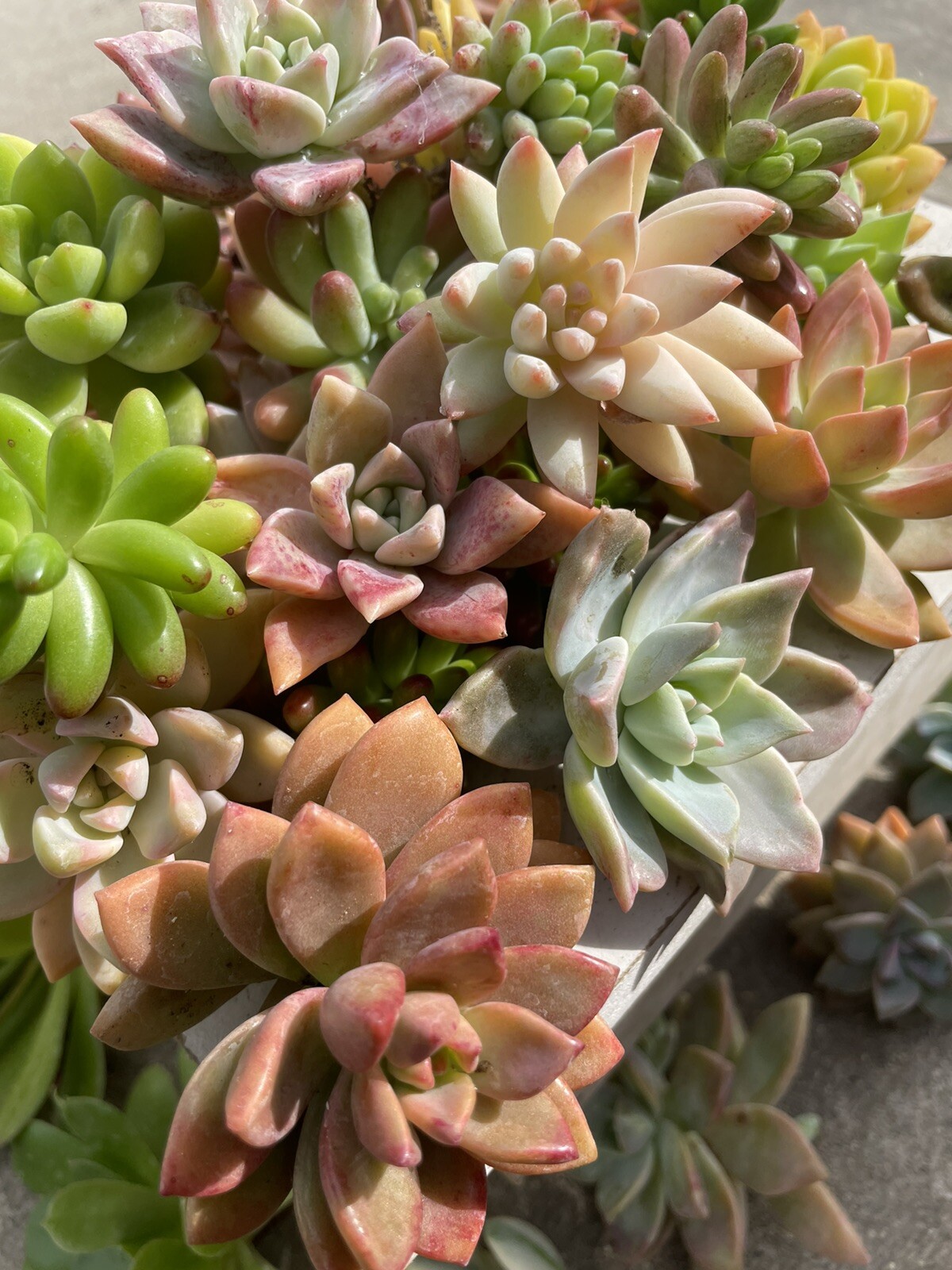 30 colorful cutting succulents (pink, Red,Yellow Orange, Burgundy, Pastel,green)