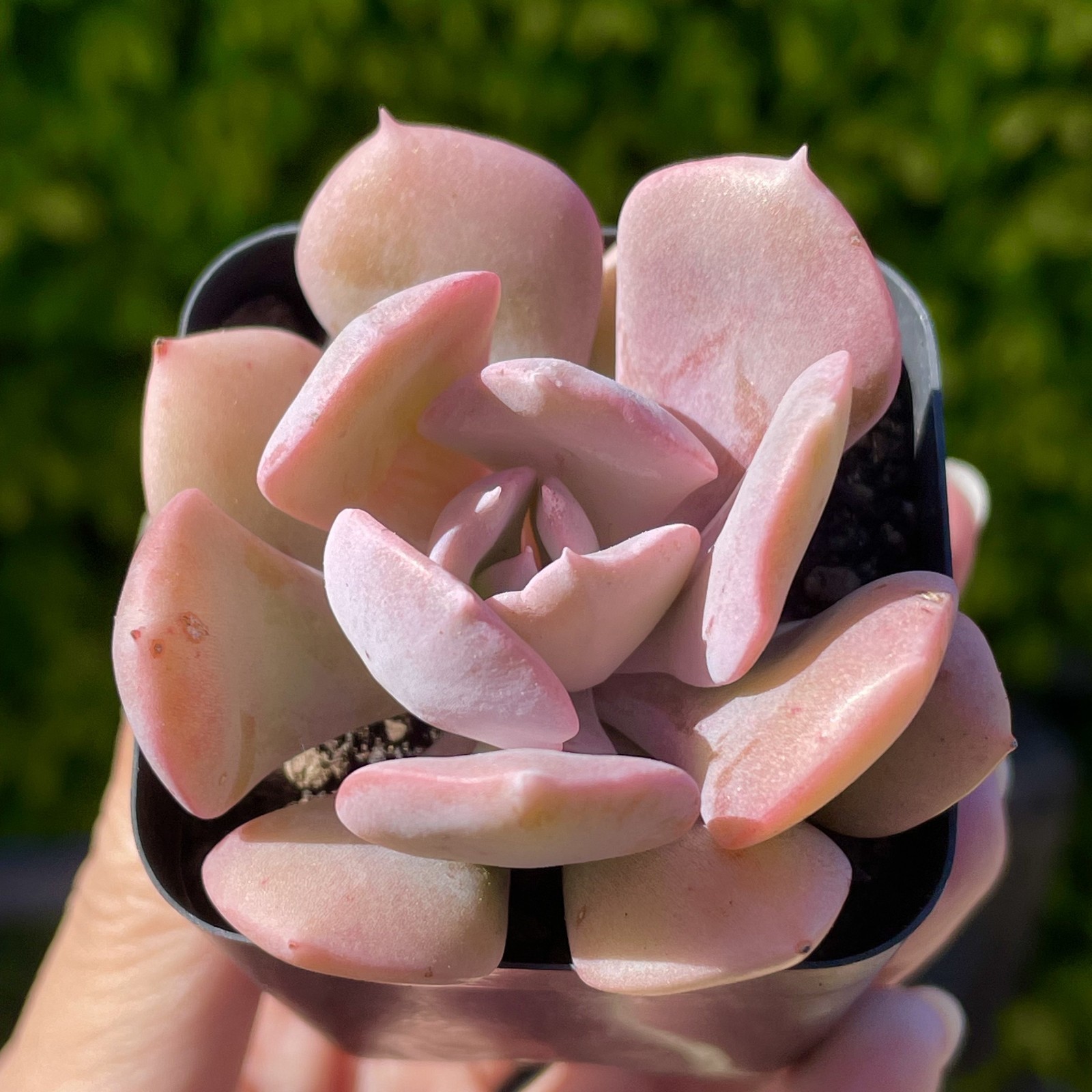 Rare Pink Succulent Echeveria Misty Lilac Rooted Live Plant Home Decor 1-2 Inch