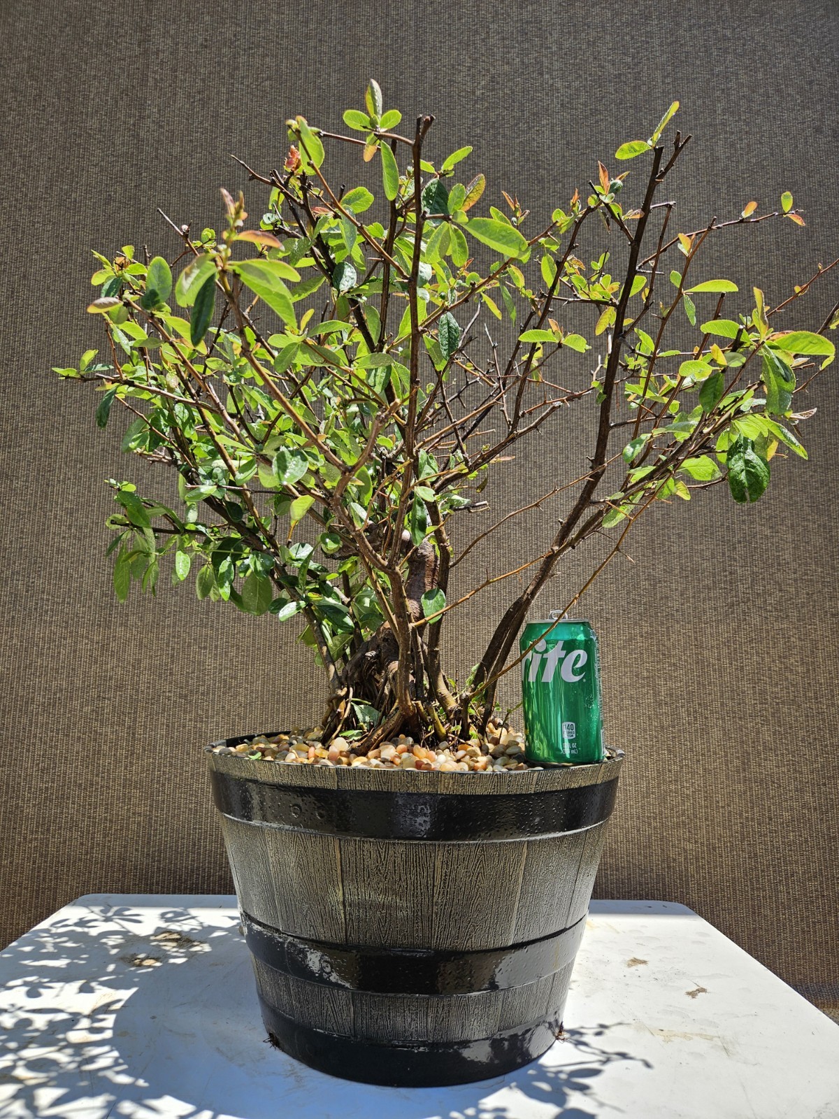 Old Japanese Flowering Quince ( Toyo- Nishiki -Quince ) Bonsai Tree,,, SALE